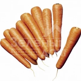 Семена моркови Нантес Скарлет / Nantes Skarlet,70-80 дней купить оптом и в розницу в Украине по выгодной цене