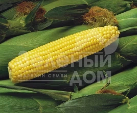 Семена кукурузы Спирит F1 / Spirit F1,67 дней купить оптом и в розницу в Украине по выгодной цене