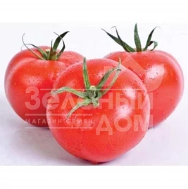 Семена томатов Фузер F1 / Fuzzer F1,100-105 дней купить оптом и в розницу в Украине по выгодной цене
