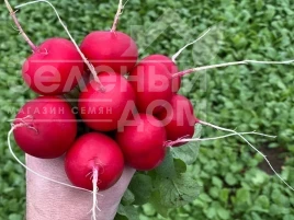 Семена редиса Аутелла F1 / Autella F1,22-25 дней купить оптом и в розницу в Украине по выгодной цене