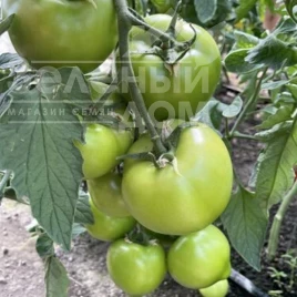 Семена томатов F155 F1 / F155 F1,90-95 дней купить оптом и в розницу в Украине по выгодной цене
