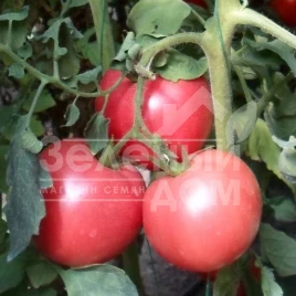 Семена томатов Ханни Мун F1 / Hanni Mun F1,65 дней купить оптом и в розницу в Украине по выгодной цене