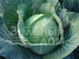 Семена капусты белокочанной Авак F1 / Avak F1,115-120 дней купить оптом и в розницу в Украине по выгодной цене