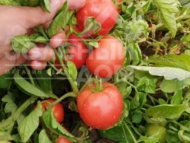 Семена томатов Пинкджейн F1 / Pinkjain F1, 65-70 дней купить оптом и в розницу в Украине по выгодной цене