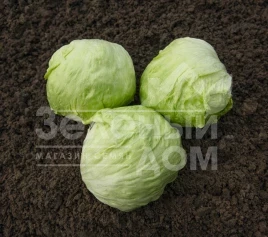 Семена салата Джойс / Joice,53-55 дней купить оптом и в розницу в Украине по выгодной цене