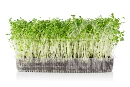 Семена микрогрин Микрогрин Мизуна зеленая / Microgreen Mizuna green  купить оптом и в розницу в Украине по выгодной цене