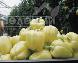 Насіння солодкого перцю Блонді F1 / Blondy F1,60 днів купити оптом і в роздріб в Україні за вигідною ціною