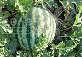 Семена арбуза Флорида F1 / Florida F1, 68-72 дней купить оптом и в розницу в Украине по выгодной цене