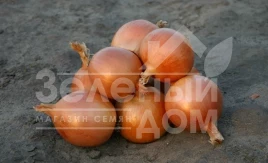 Лук репчатый Универсо F1 / Universo F1,110-115 дней купить оптом и в розницу в Украине по выгодной цене