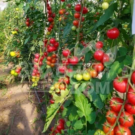 Семена томатов Блейз F1 (1617) / Bleyz F1 (1617) ,95 дней купить оптом и в розницу в Украине по выгодной цене