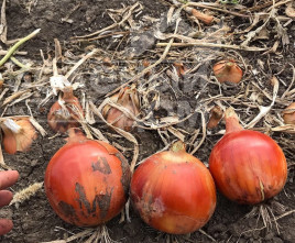 Цибуля ріпчаста Дункан F1 / Dunkan F1 купити оптом і в роздріб в Україні за вигідною ціною