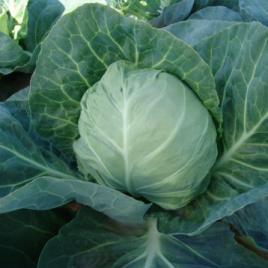 Насіння капусти білокачанної Горнет F1 / Hornet F1,57-62 дні купити оптом і в роздріб в Україні за вигідною ціною