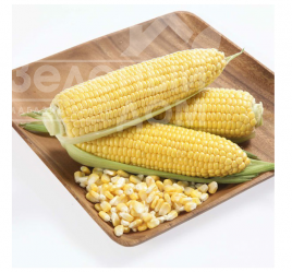 Насіння кукурудзи Карамелло F1 / Caramello F1,59-65 днів купити оптом і в роздріб в Україні за вигідною ціною