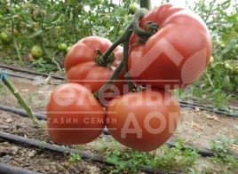 Семена томатов Розалба F1 / Rosalba F1,101-105 дней купить оптом и в розницу в Украине по выгодной цене