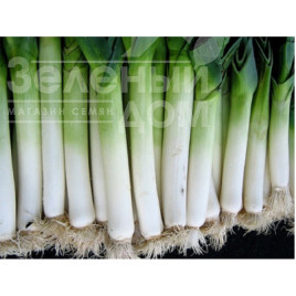 Цибуля порей Елефант / Elefant,140-150 днів купити оптом і в роздріб в Україні за вигідною ціною