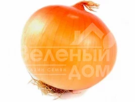 Лук репчатый Эталон Гранд F1 / Etalon Grand F1.110-115 дней купить оптом и в розницу в Украине по выгодной цене