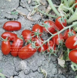 Семена томатов Брисколино F1 / Briskolino F1,118 дней купить оптом и в розницу в Украине по выгодной цене