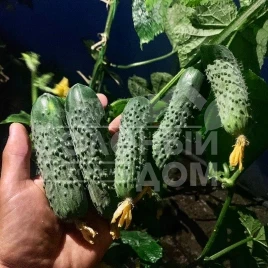 Семена огурцов Ансгар F1 / Ansgar F1, 32-35 дней купить оптом и в розницу в Украине по выгодной цене