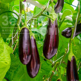 Насіння баклажанів Лонг Вайлетт  / Long Vajalet, 70-80 днів купити оптом і в роздріб в Україні за вигідною ціною