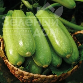 Семена кабачков Родан F1 / Rodan F1, 50-55 дней купить оптом и в розницу в Украине по выгодной цене