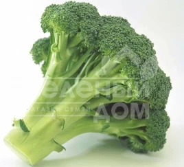 Семена капусты брокколи Монако F1 / Monaco F1,75-80 дней купить оптом и в розницу в Украине по выгодной цене