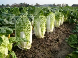 Семена капусты пекинской Рапид F1 / Rapid F1 купить оптом и в розницу в Украине по выгодной цене