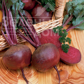 Насіння буряка Нобол / Nobol, 70-90 днів купити оптом і в роздріб в Україні за вигідною ціною