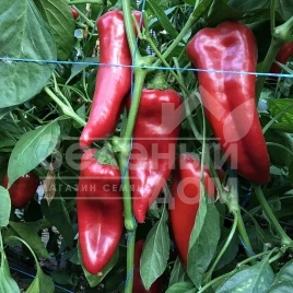 Семена сладкого перца Корнелия F1 / Korneliya F1 купить оптом и в розницу в Украине по выгодной цене