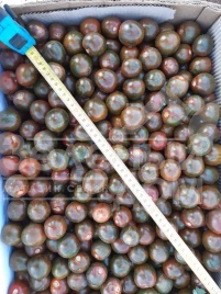 Семена томатов Арика F1 / Arika F1, 65-70 дней купить оптом и в розницу в Украине по выгодной цене