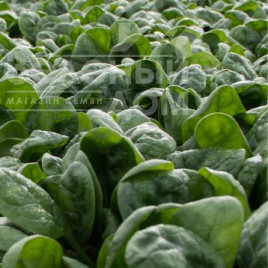 Насіння шпинату Фагот F1 / Fagot F1, 38-43 дні купити оптом і в роздріб в Україні за вигідною ціною