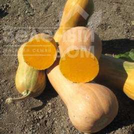 Насіння гарбуза Ліззард F1 / Lizzard F1 купити оптом і в роздріб в Україні за вигідною ціною