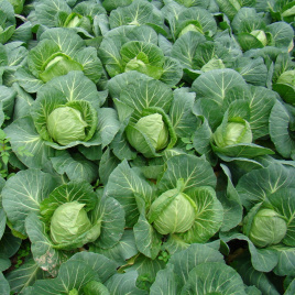 Насіння капусти білокачанної Легат F1 / Legat F1,48-50 днів купити оптом і в роздріб в Україні за вигідною ціною