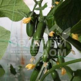 Семена огурцов КС 1599 F1 / KS 1599 F1 купить оптом и в розницу в Украине по выгодной цене