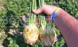 Насіння селери Прінц F1 / Prince F1, 100-110 днів купити оптом і в роздріб в Україні за вигідною ціною