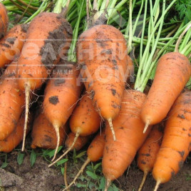 Насіння моркви Курода Шантане / Kuroda Shantane,100 днів купити оптом і в роздріб в Україні за вигідною ціною