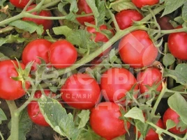 Семена томатов Тереза F1 / Tereza F1,70-80 дней купить оптом и в розницу в Украине по выгодной цене