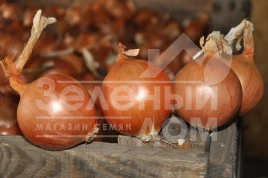 Лук репчатый ЕЗ 1104  F1 / EZ 1104  F1 купить оптом и в розницу в Украине по выгодной цене