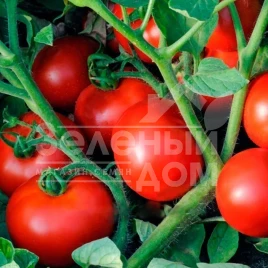 Семена томатов Ольга F1 / Olga F1,75-78 дней купить оптом и в розницу в Украине по выгодной цене