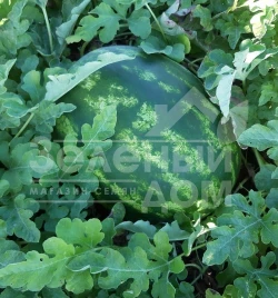 Семена арбуза Брэндон F1 / Brandon F1, 62-65 дней купить оптом и в розницу в Украине по выгодной цене