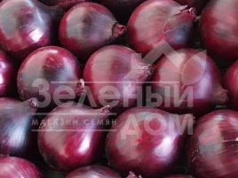 Лук репчатый Магнате F1 / Magnate F1,115-120 дней купить оптом и в розницу в Украине по выгодной цене