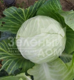 Семена капусты белокочанной Алабама F1 / Alabama F1,90-100 дней купить оптом и в розницу в Украине по выгодной цене