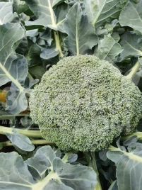 Семена капусты брокколи Ахилес F1 / Akhiles F1,55-65 дней купить оптом и в розницу в Украине по выгодной цене