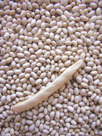 Насіння квасолі Петроніла / Petronila, 60-70 днів купити оптом і в роздріб в Україні за вигідною ціною