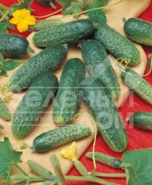 Семена огурцов Астерикс F1 / Asterix F1,45-48 дней купить оптом и в розницу в Украине по выгодной цене