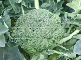 Семена капусты брокколи Аполена F1 / Apolena F1,75-85 дней купить оптом и в розницу в Украине по выгодной цене