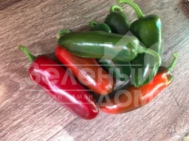 Семена горького перца Джин F1 / Dzhyn F1, 60 дней купить оптом и в розницу в Украине по выгодной цене