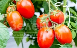 Семена томатов Подиум F1 / Podium F1,80-90 дней купить оптом и в розницу в Украине по выгодной цене