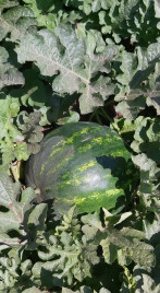 Насіння кавуна Атаман F1 / Ataman F1,65-67 днів купити оптом і в роздріб в Україні за вигідною ціною