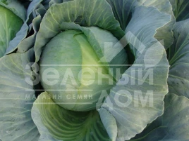 Семена капусты белокочанной Таргет F1 / Target F1,125-130 дней купить оптом и в розницу в Украине по выгодной цене