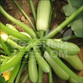 Семена кабачков Карамболь F1 (Карамба F1) / Carambol F1 (Caramba F1) купить оптом и в розницу в Украине по выгодной цене